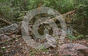 Wild forests of Russia, summer in the forest, a huge fallen tree close-up in the water, a tree trunk, large stones boulders in the