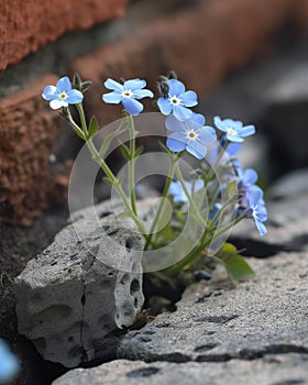 Wild forgetmenots have taken root amidst the shattered bricks and broken rifles a reminder of our peace. Abandoned photo