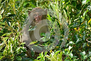 Formosan rock macaque photo