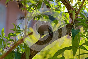 Wild forrest pigeon perched on a branch front view