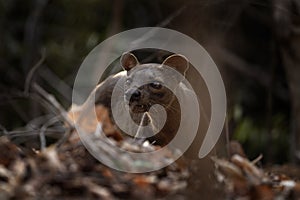 Fossa, cryptoprocta ferox, Madagascar