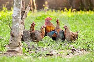 Wild fowl, Chicken in jungle photo