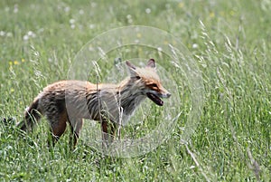Wild fox
