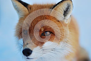 Wild fox