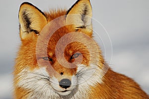 Wild fox photo