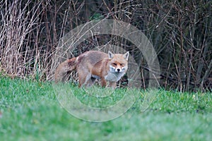 A wild fox cautiously looks for food