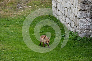 A wild fox eating an relaxing on a sunny day.