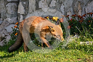 A wild fox eating an relaxing on a sunny day.