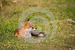 A wild fox eating an relaxing on a sunny day.