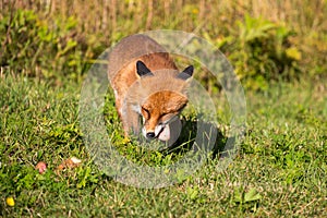 A wild fox eating an relaxing on a sunny day.