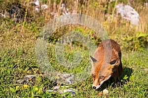 A wild fox eating an relaxing on a sunny day.