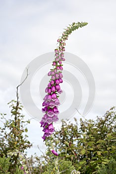 Wild fox glove plant