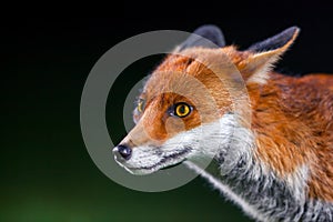 Wild fox in London park - photo taken in the deep night with 2 external flashes as main source of light