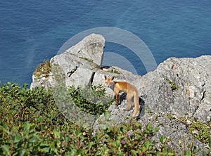 Wild Fox Looking at Camera on Shikotan Island