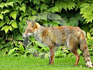 Wild Fox in my Garden in the Daytime photo