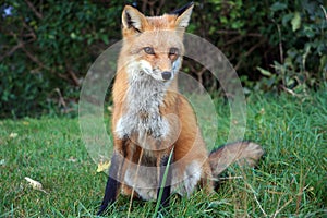Wild fox in the park