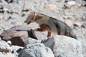 wild fox in patagonia national park
