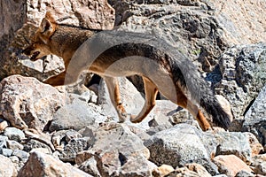 wild fox in patagonia national park