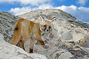 Wild fox on a peak rock look in camera