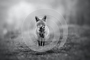 Wild Fox with prey in Black and white