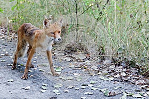 Wild fox of Pripyat