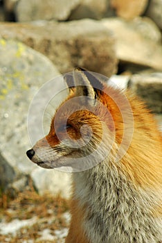 Wild fox profile
