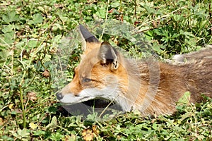 Divoká líška odpočíva v tráve