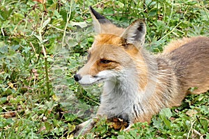 Divoká líška odpočíva v tráve