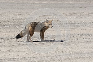 Wild fox in the Siloli desert, part of the Reserva Eduardo Avaroa, Bolivia - at an altitude of 4600m