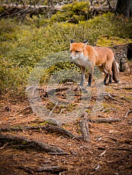 Divoký liška v divoký v Slovensku les 