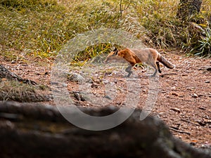 Divoká líška vo voľnej prírode v slovenskom lese