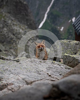 Wild fox spotted in the High Tatras mountains