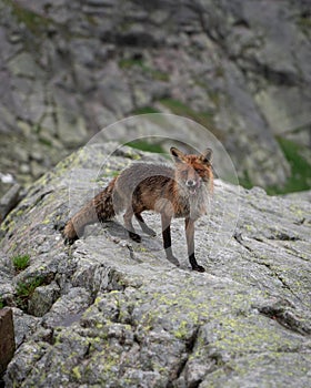 Divoká líška vo Vysokých Tatrách