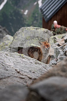 Wild fox spotted in the High Tatras mountains