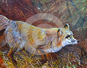 A wild fox strolling on grass