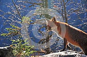 Wild fox in the Tatra Mountains