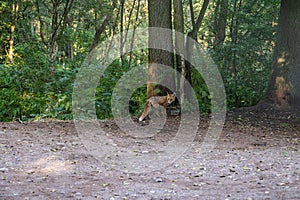 Wild fox in the woods in a clearing looks into the lens