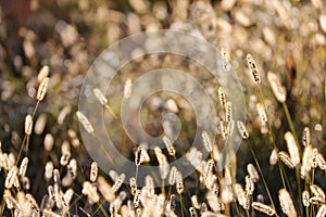 Wild Foxtail Grass Background at Autumn Sunrise