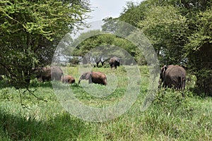 Wild free animal elephants in africa. national reserve with animals. protection of elephants