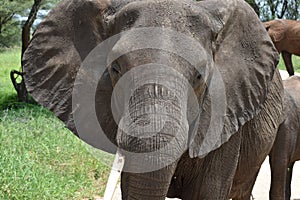 Wild free animal elephants in africa. national reserve with animals. protection of elephants