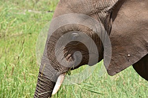 Wild free animal elephants in africa. national reserve with animals. protection of elephants