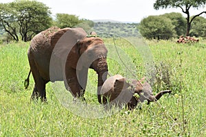 Wild free animal elephants in africa. national reserve with animals. protection of elephants