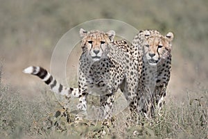 Wild free cheetahs lying