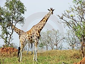Wild free giraffes savanna safari Uganda Africa