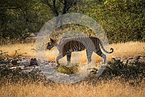 Wild free Indian Tiger Ranthambore