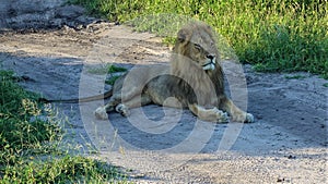 A wild and free lion lies on a dirt road in the savannah.