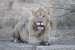 Wild free lion portrait lying