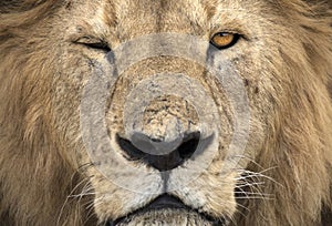 Wild free lion portrait lying