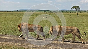 Wild and free lions go synchronously one after another along the dirt road of the reserve.