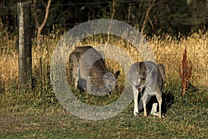 Kangaroo in Australia